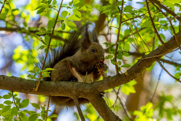 istock Squirrel in the city park of Sofia, Bulgaria 1142746676