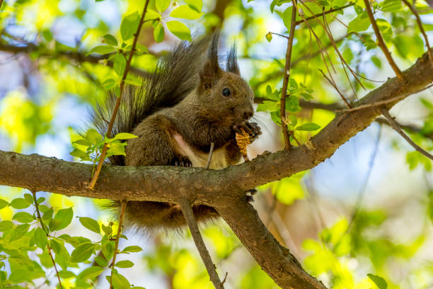 istock Squirrel in the city park of Sofia, Bulgaria 1142746680