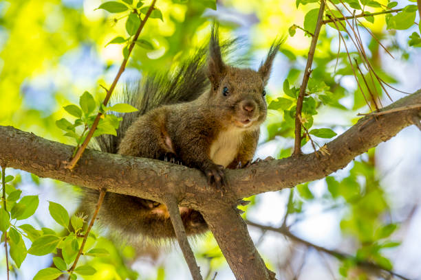 istock Squirrel in the city park of Sofia, Bulgaria 1142746681