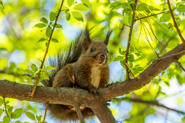 istock Squirrel in the city park of Sofia, Bulgaria 1142746694