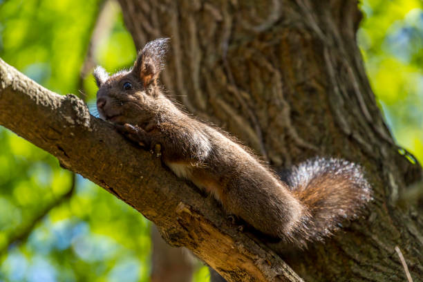 istock Squirrel in the city park of Sofia, Bulgaria 1142746702