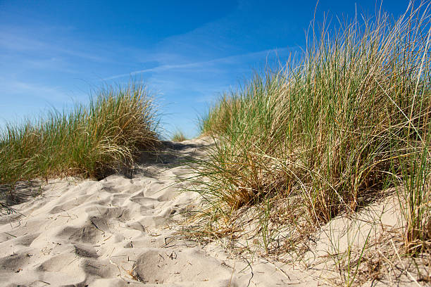 istock dune at normandy north sea coast 114274785
