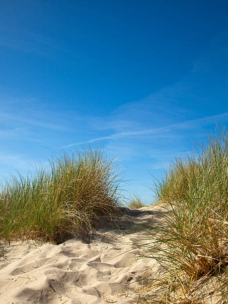 maram gras der dünen in north meer, blauer himmel, - sand sea oat grass beach sand dune stock-fotos und bilder