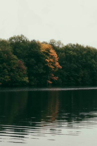 istock Mid view of autumn tree and water landscape 1142748706