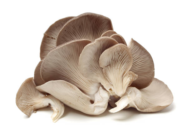 istock oyster mushroom on white background 1142748714