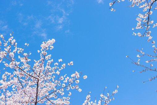 Cherry blossoms and blue sky. Japan's iconic flower. Spring landscape. Cherry blossoms in full bloom.