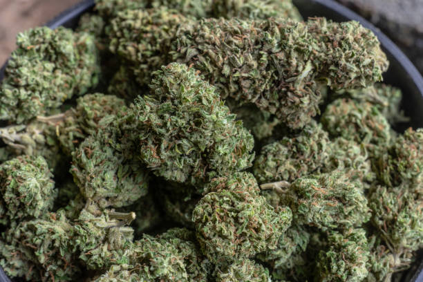 istock Cannabis or marijuana flowers or buds trimmed 1142751989