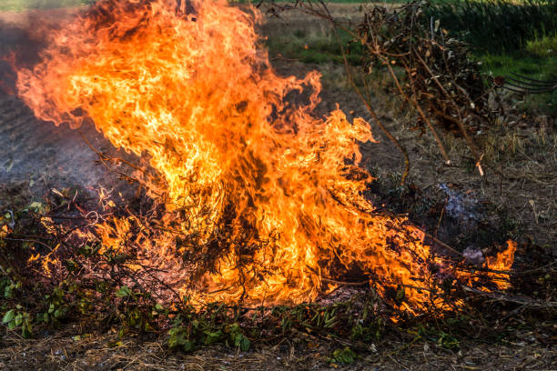 istock Farmer burns green wastes in bonfire 1142752915