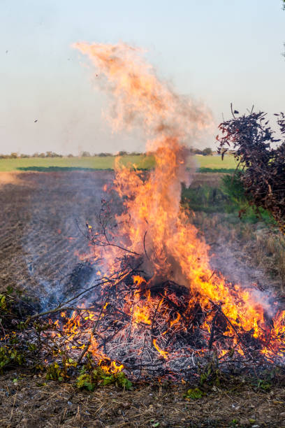 istock Farmer burns green wastes in bonfire 1142752919