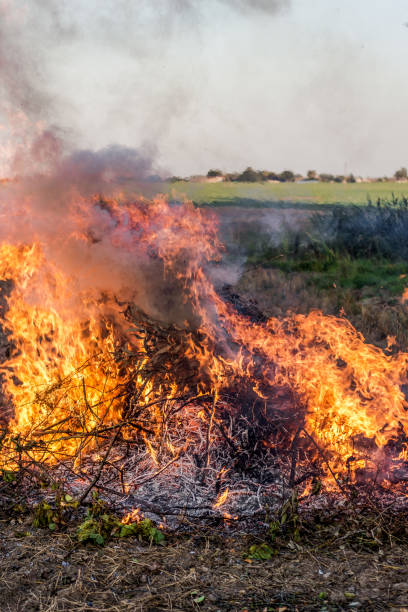 istock Farmer burns green wastes in bonfire 1142752927
