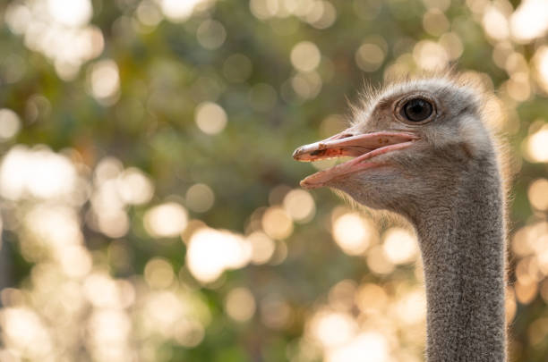 istock ostrich head and neck in the park 1142754065
