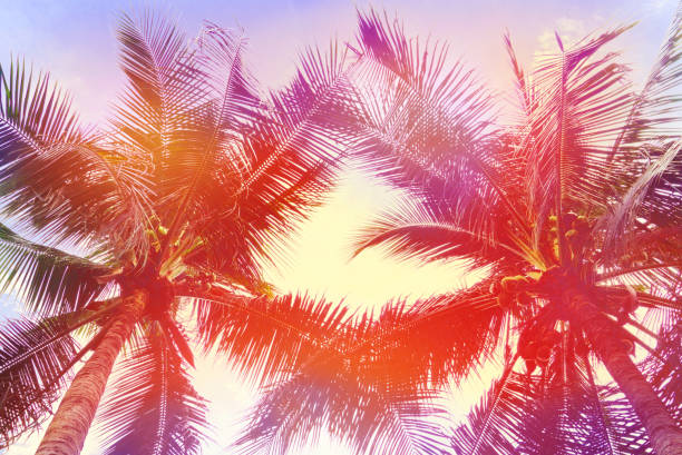 istock Vintage coconut leaves and sky background,summer theme. 1142754710