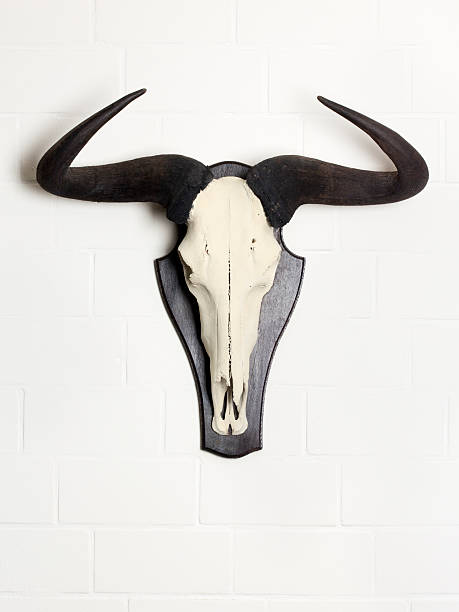 istock Wildebeest skull, hunter's trophy on white brick wall 114275544