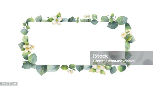 Cadre Vectoriel Aquarelle Avec Feuilles Deucalyptus Vert Fleurs De Jasmin Et Des Branches Vecteurs libres de droits et plus d'images vectorielles de Bordure