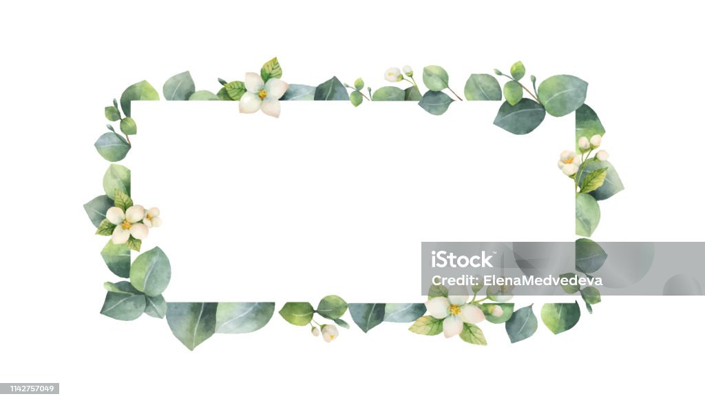 Watercolor vector frame with green eucalyptus leaves, Jasmine flowers and branches. Watercolor vector frame with green eucalyptus leaves, Jasmine flowers and branches. Spring or summer flowers for invitation, wedding or greeting cards. Border - Frame stock vector