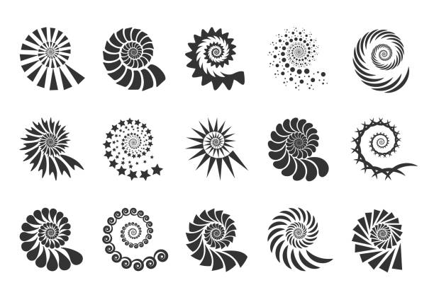 ilustrações de stock, clip art, desenhos animados e ícones de swirl design element. spiral icon. set twisting lines isolated on white background. seashells vector. - concha