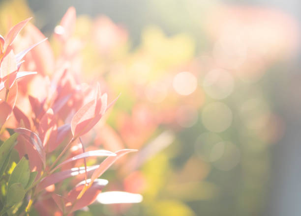abstract blured and soft focus leaves for background