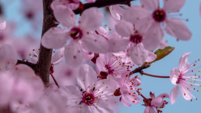 Wild plum Flower blooming against blue background in a time lapse movie. Prunus americana growing in time-lapse. - Stock video