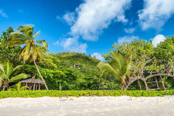 istock Tropical beach and trees against beautiful blue sky. Holiday concept 1142763505