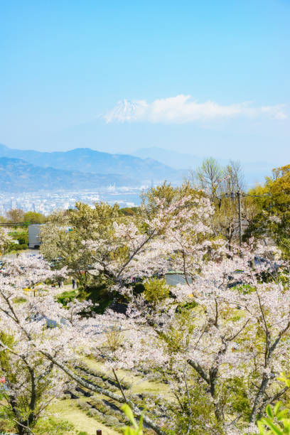 istock View of Mt. Fuji from Nihondaira 1142764836