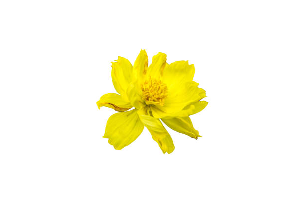 istock Yellow flower on isolated white background 1142765180