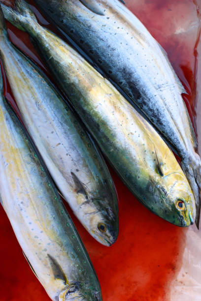 istock Fresh catch of delicious sea fish 1142767466