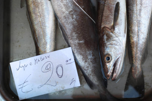prise fraîche de merlu - catch of fish healthy eating hake food photos et images de collection