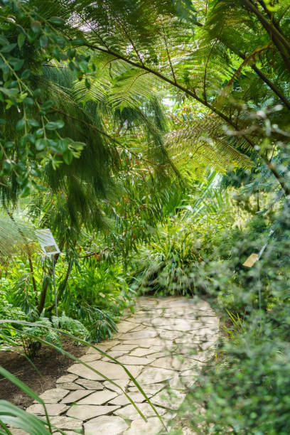 istock Green leaves around the path in spring day 1142768041