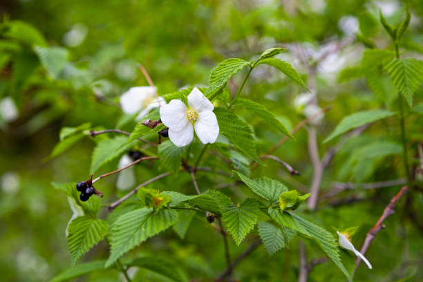 istock Flowering Rhodotypos scandens 1142768218