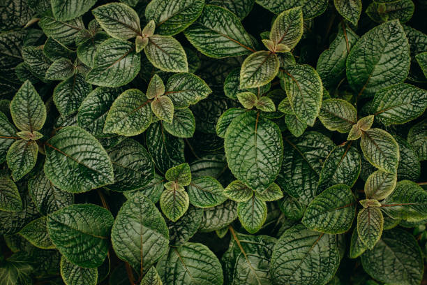 istock Green leaves organic texture. Foliage background, flat lay 1142770469
