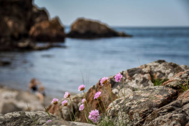flor cor-de-rosa na costa rochosa com mar e menina no fundo da rocha - skane - fotografias e filmes do acervo
