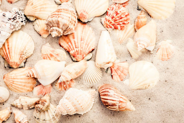 istock Seashells on the sand, summer beach background, travel concept with copy space for text 1142771613