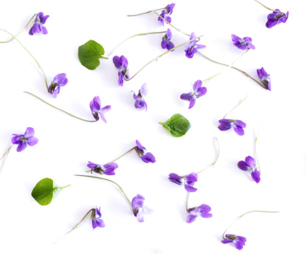 istock Pattern from Viola odorata flowers isolated on white background, flat lay, top view. The concept of spring, floral background. 1142772940
