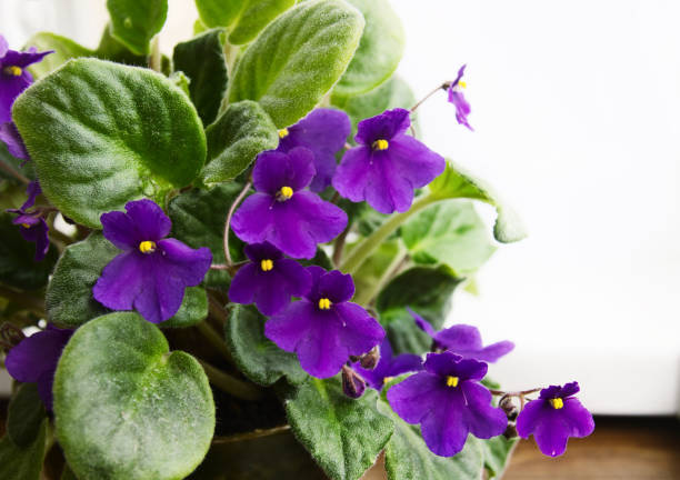 istock Potted African Violet (Saintpaulia) on window sill. 1142774557
