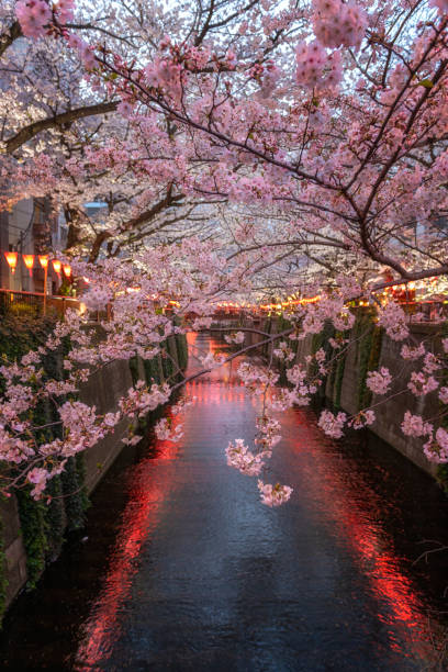 istock Cherry Blossoms At Meguro River, Tokyo, Japan 1142775562