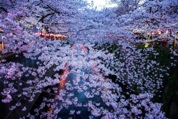istock Cherry Blossoms At Meguro River, Tokyo, Japan 1142776267