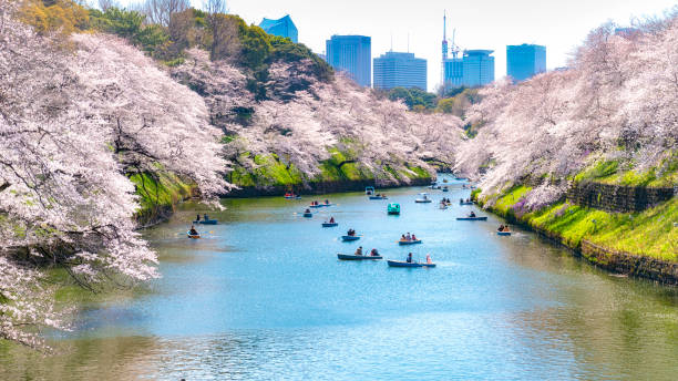 istock Cherry Blossoms In Tokyo , Japan 1142776848