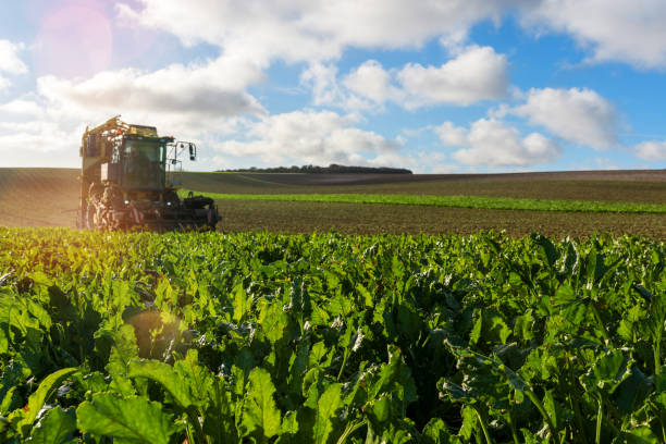 machine pour la récolte des betteraves - beet sugar tractor field photos et images de collection