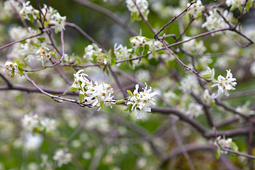 Close-up on the flowers of an Amelanchier ovalis, commonly known as snowy mespilus, a serviceberry shrub.