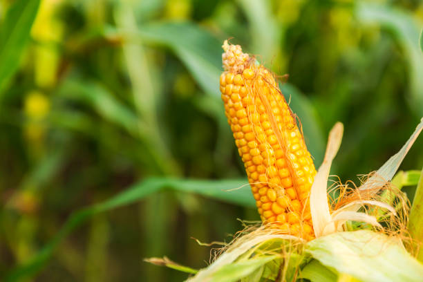 istock The corn plant in the field 1142782609