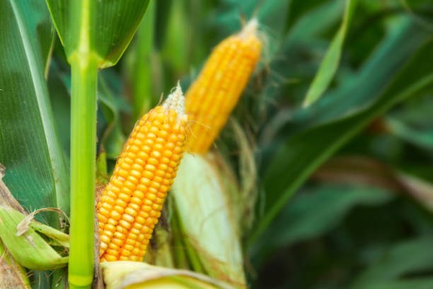 istock The corn plant in the field 1142782731