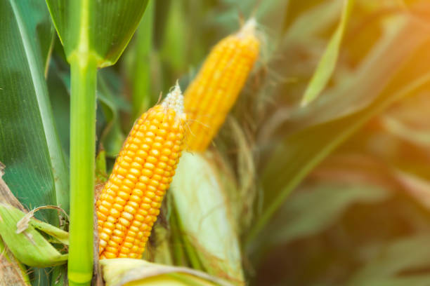 istock The corn plant in the field 1142782803