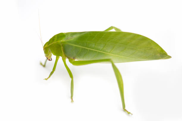 istock Green locust isolated on white background, Grasshopper, insect 1142783092