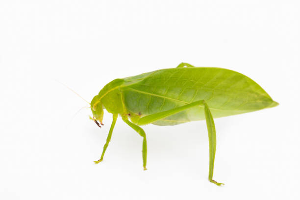 istock Green locust isolated on white background, Grasshopper, insect 1142783094