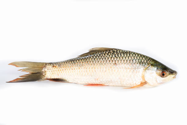 istock Nile tilapia fish isolated on white background, fish meat. Yisok fish, 1142783107