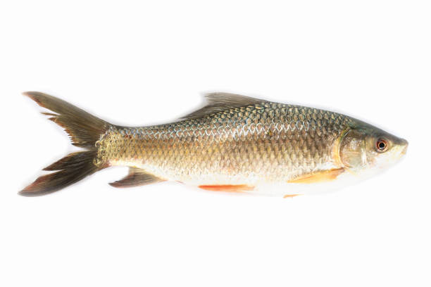 istock Nile tilapia fish isolated on white background, fish meat. Yisok fish, 1142783110
