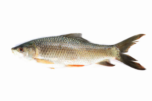 istock Nile tilapia fish isolated on white background, fish meat. Yisok fish, 1142783121
