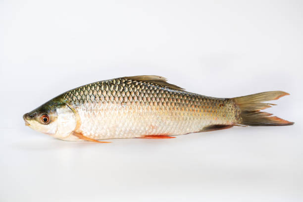 istock Nile tilapia fish isolated on white background, fish meat. Yisok fish, 1142783129