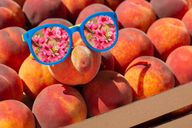 harvest concept, peach with a nose, glasses, looks like a man, glasses reflecting a flowering tree, surrounded by many ripe peaches