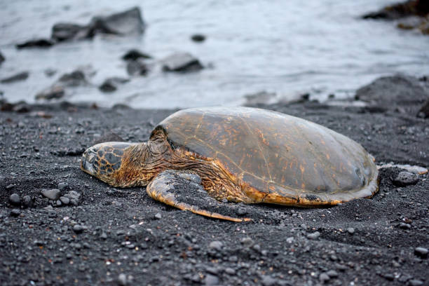 istock Sea Turtle at Black Sand Beach, Hawaii, USA 1142785238
